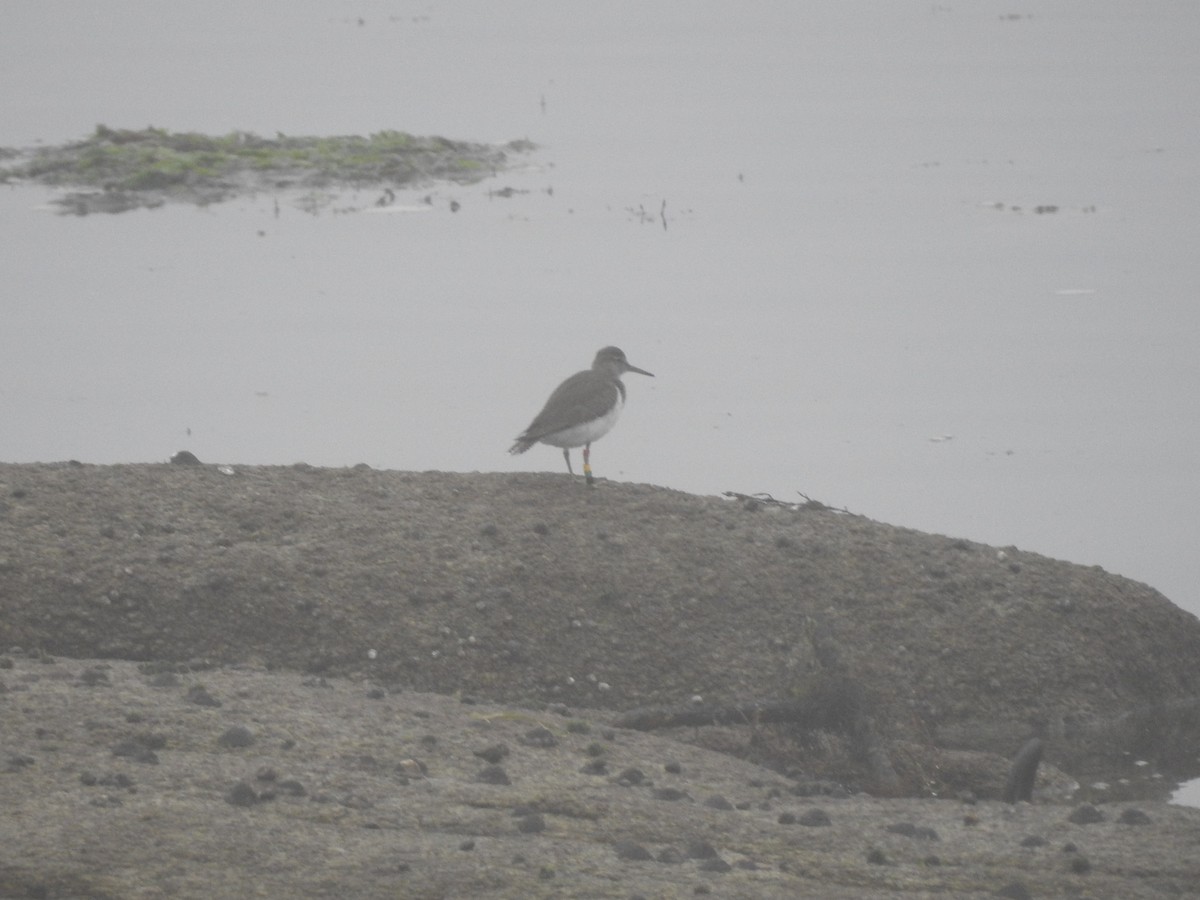 Common Sandpiper - ML638298095