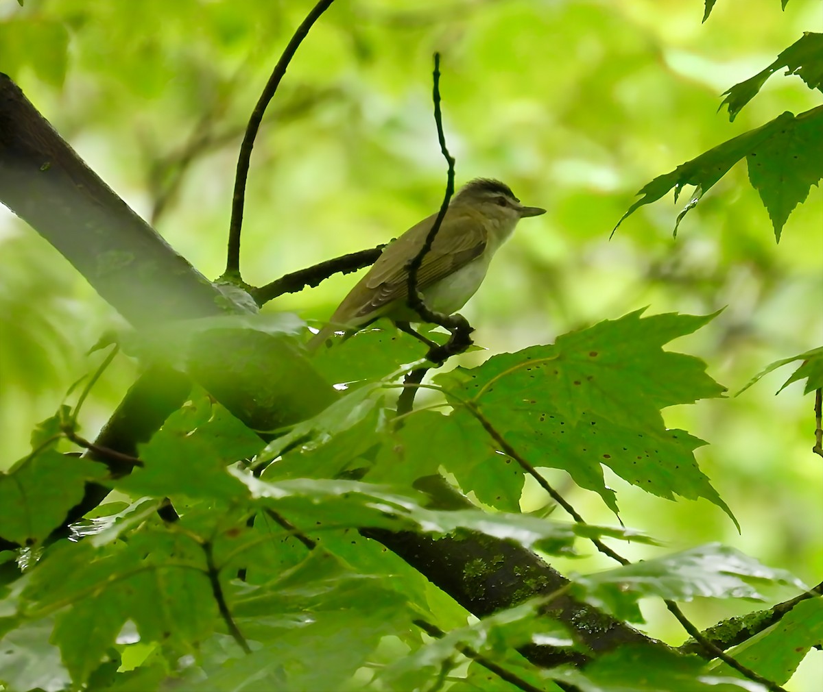 Red-eyed Vireo - ML638298113