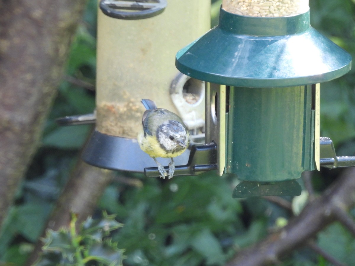 Eurasian Blue Tit - ML638298117