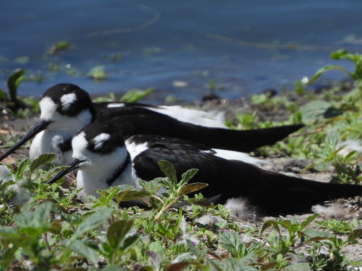Black-necked Stilt - ML638298120