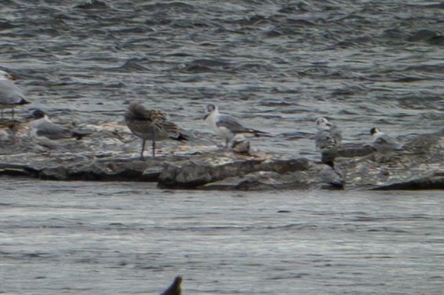 Bonaparte's Gull - ML638298121