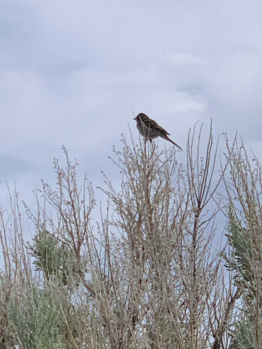 Brewer's Sparrow - ML638298122
