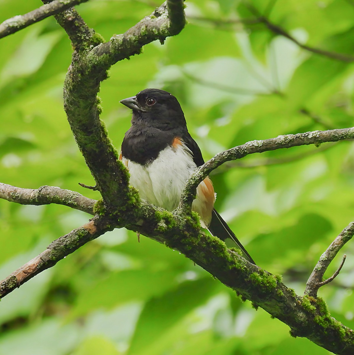 Eastern Towhee - ML638298131