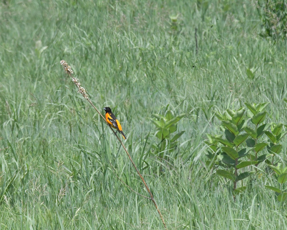 Baltimore Oriole - ML638298133