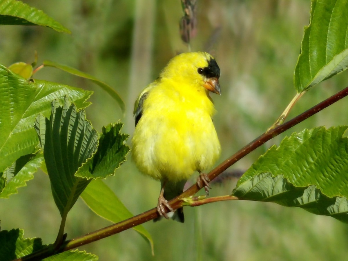 American Goldfinch - ML638298134