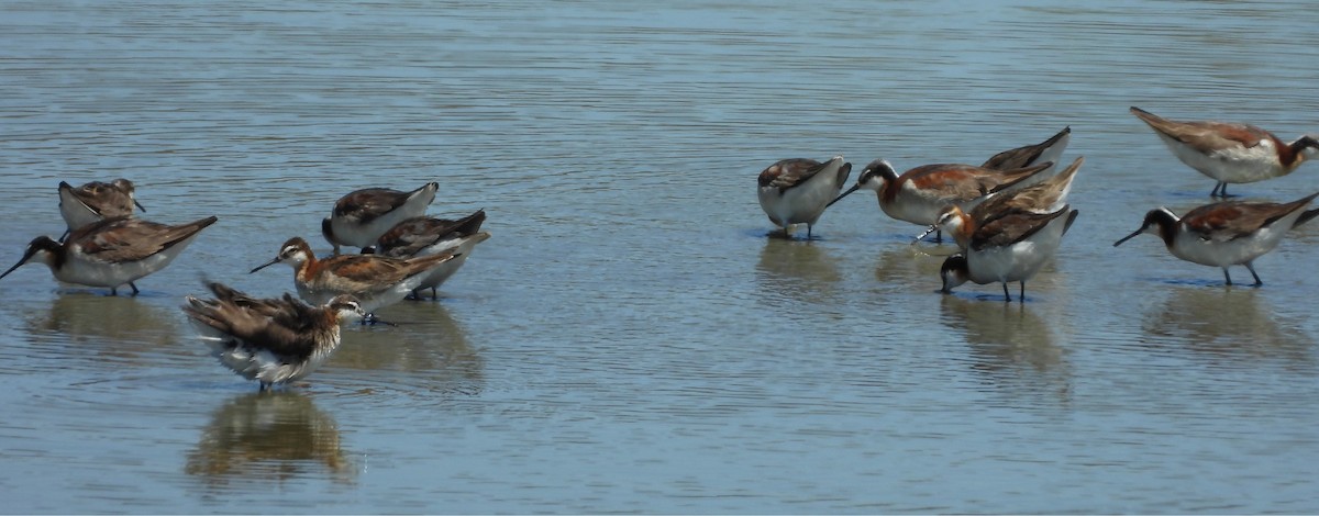 Wilson's Phalarope - ML638298136