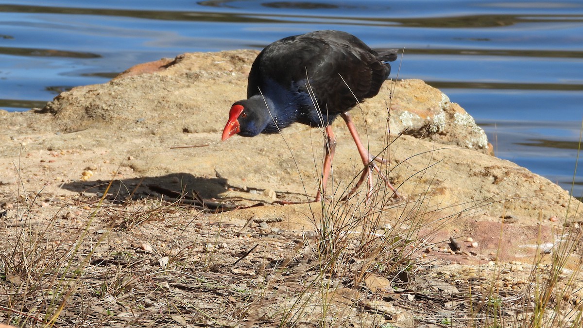 Australasian Swamphen - ML638298137