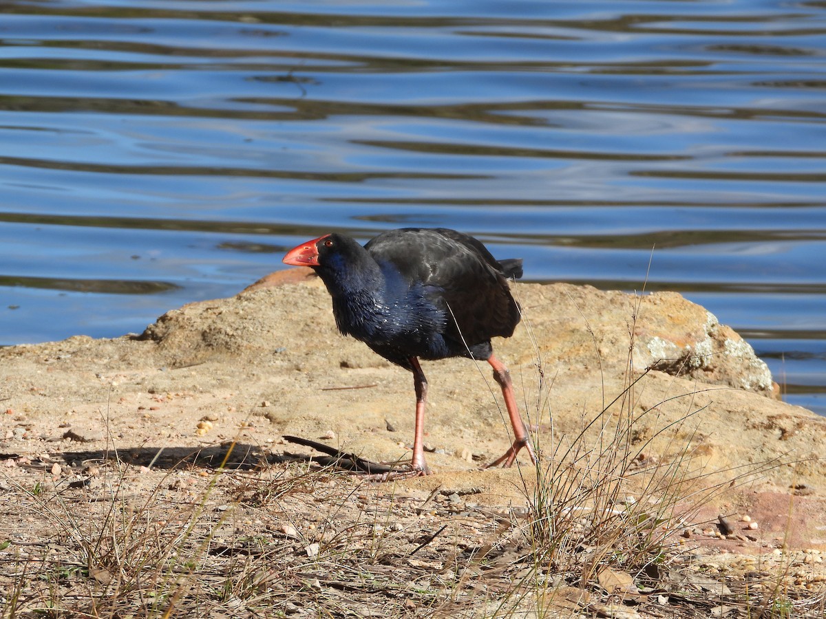 Australasian Swamphen - ML638298139