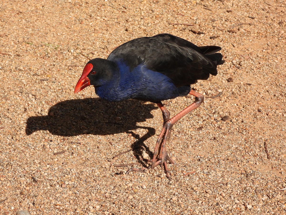 Australasian Swamphen - ML638298142