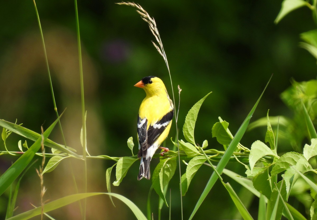 American Goldfinch - ML638298143
