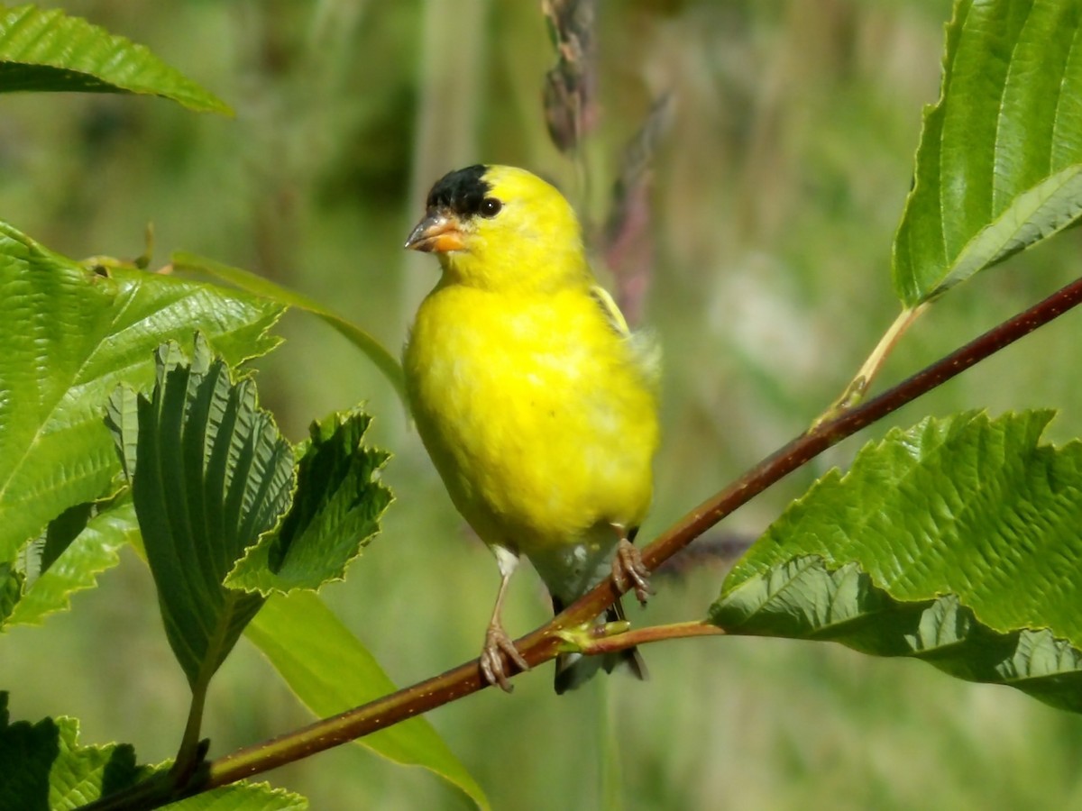 American Goldfinch - ML638298144