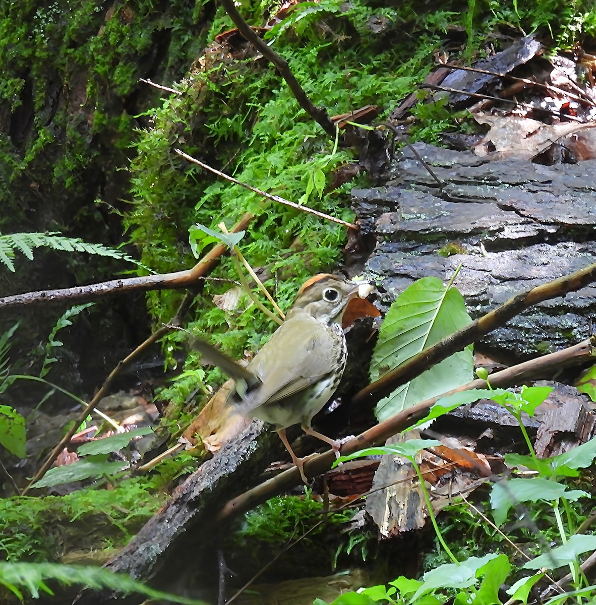Ovenbird - ML638298146