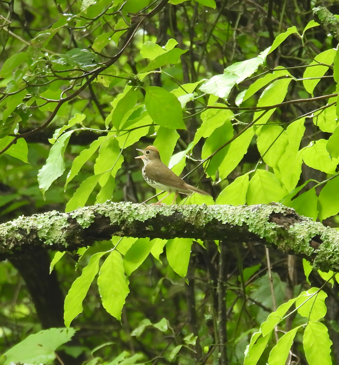 Ovenbird - ML638298147