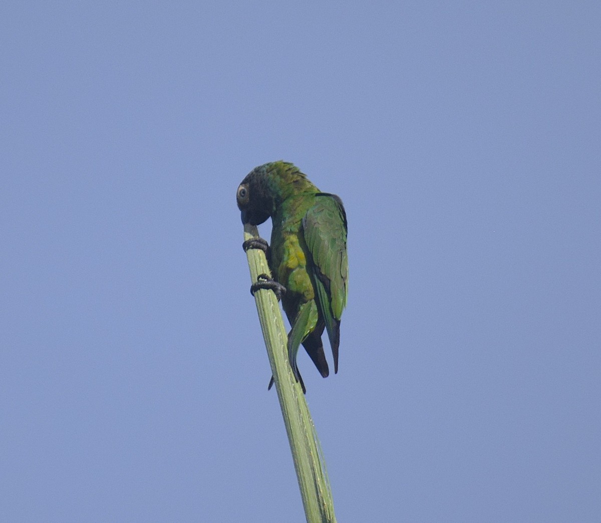Dusky-headed Parakeet - ML638298148