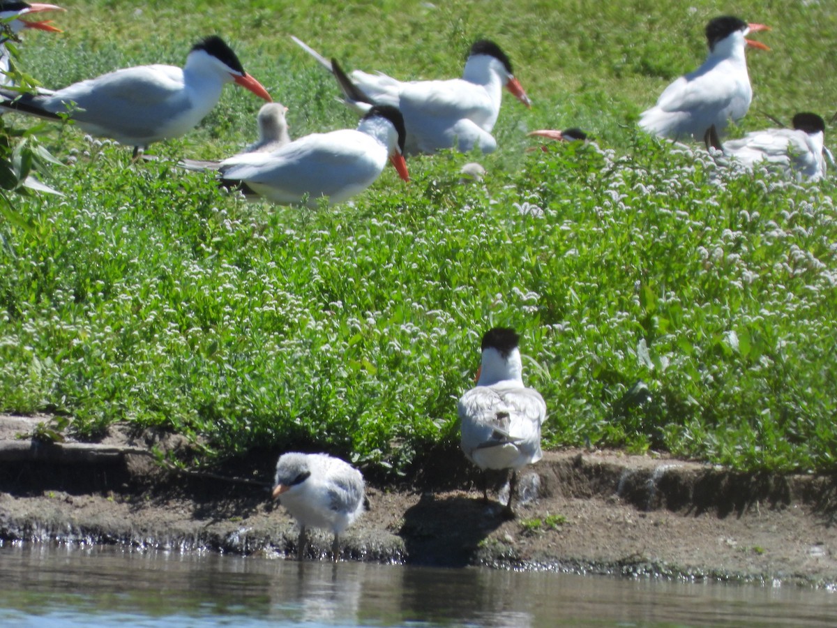 Caspian Tern - ML638298153