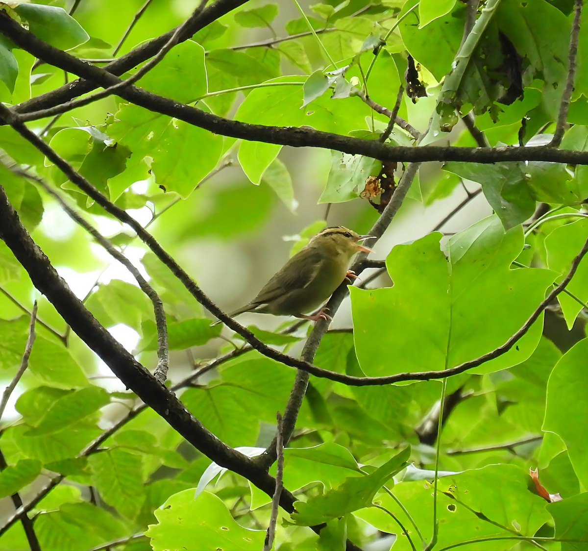 Worm-eating Warbler - ML638298156
