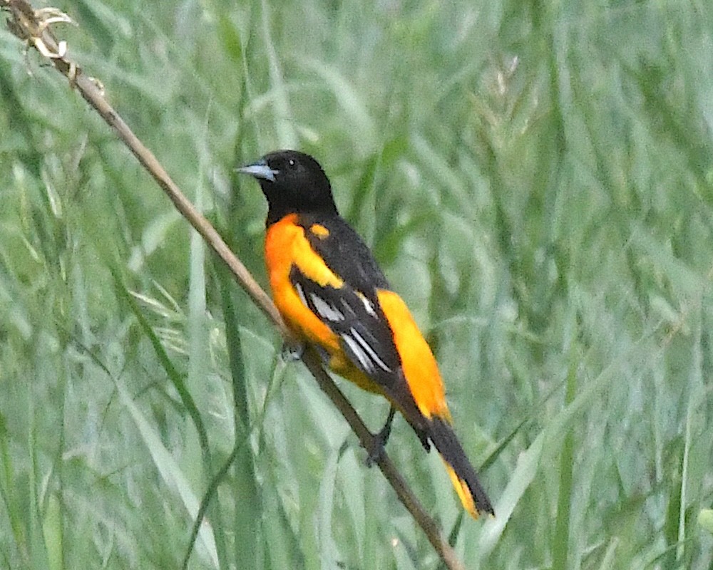 Baltimore Oriole - ML638298158