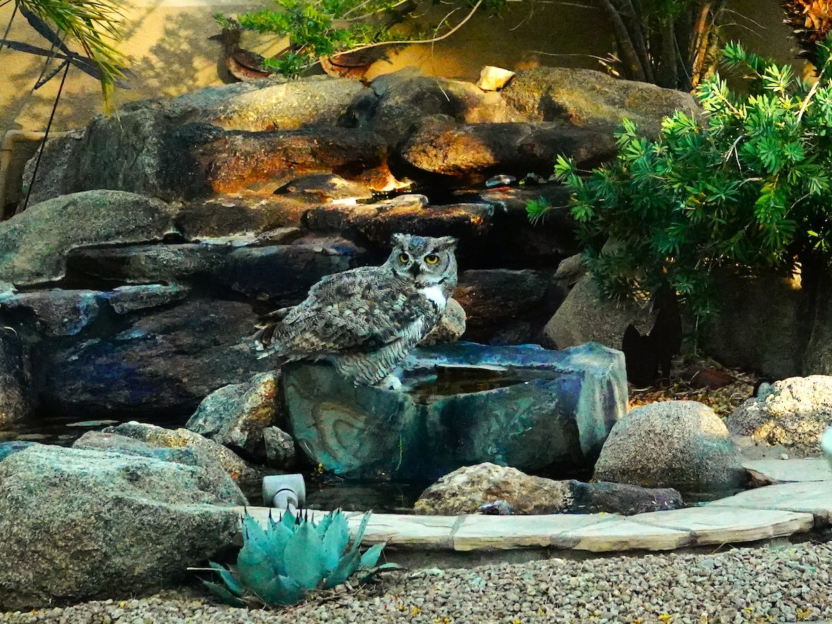 Great Horned Owl - ML638298163