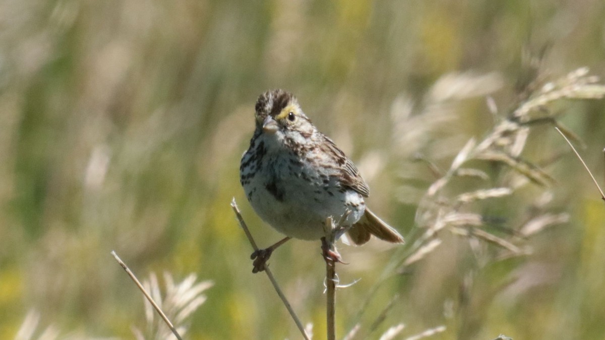 Savannah Sparrow - ML638298167