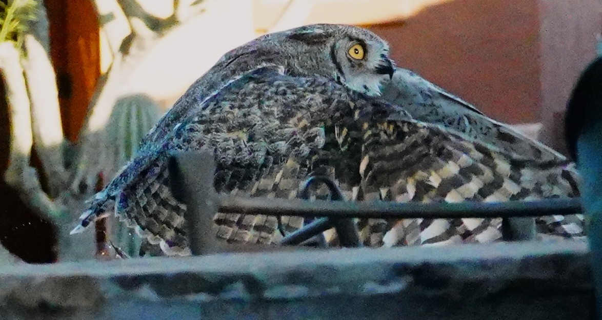 Great Horned Owl - ML638298168