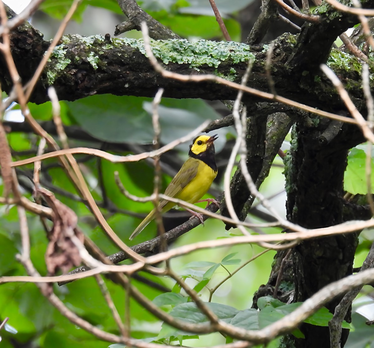 Hooded Warbler - ML638298173