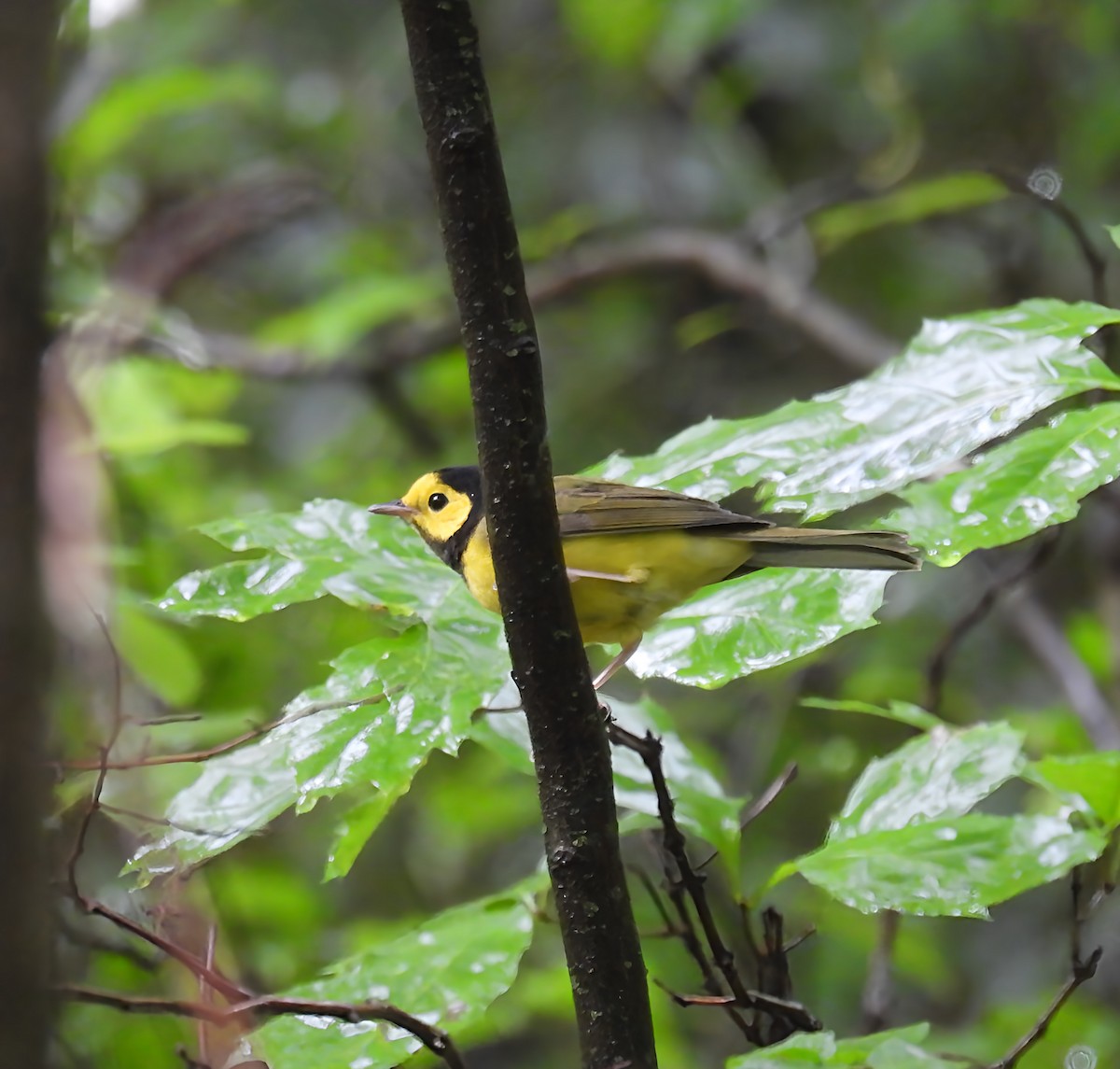 Hooded Warbler - ML638298174