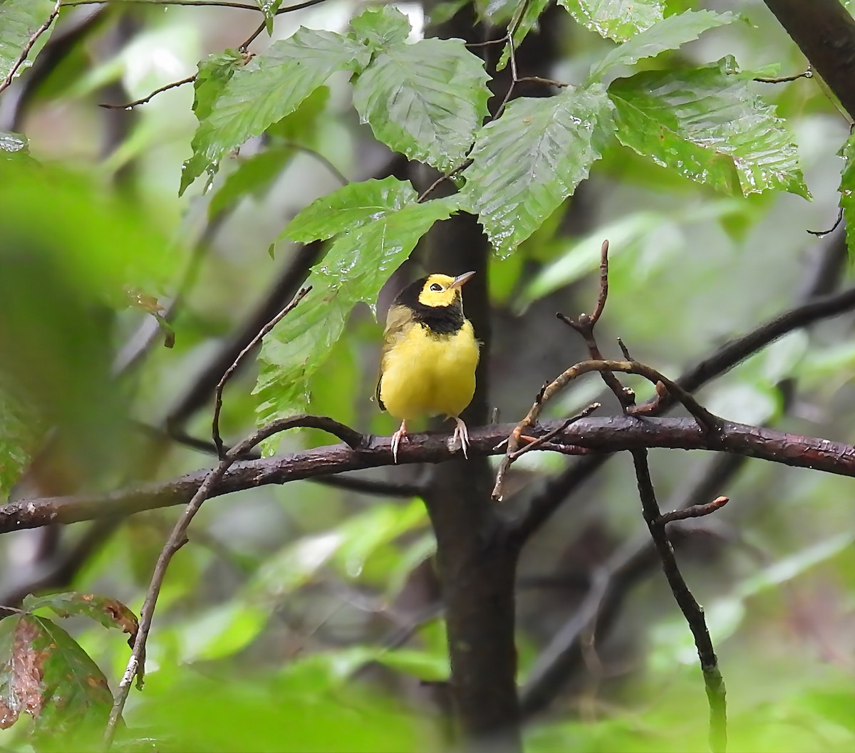 Hooded Warbler - ML638298176