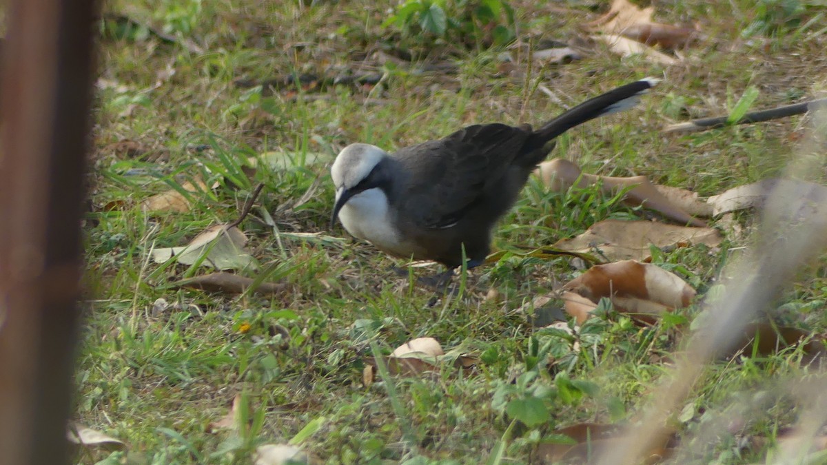 Gray-crowned Babbler - ML638298184
