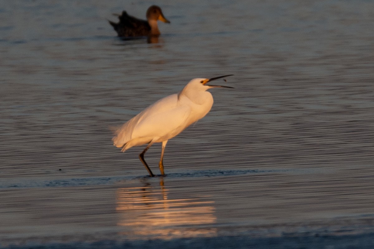 Snowy Egret - ML638298187