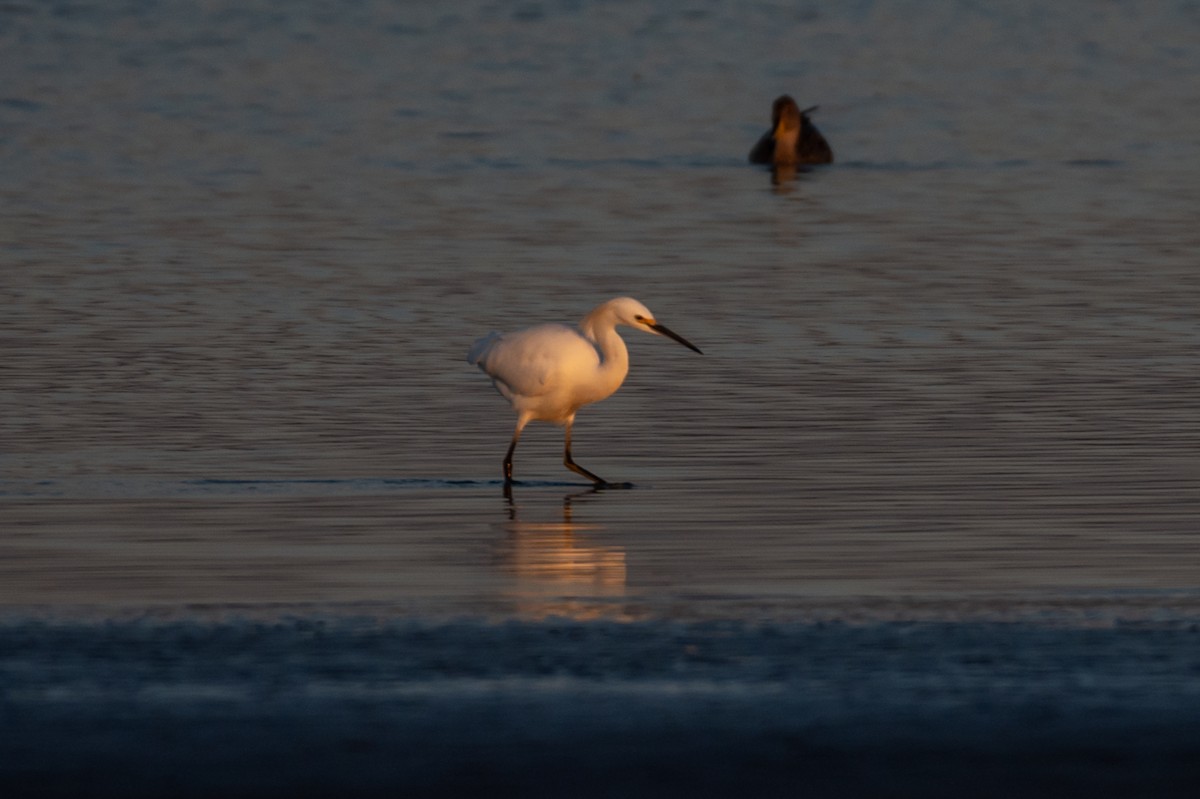Snowy Egret - ML638298188