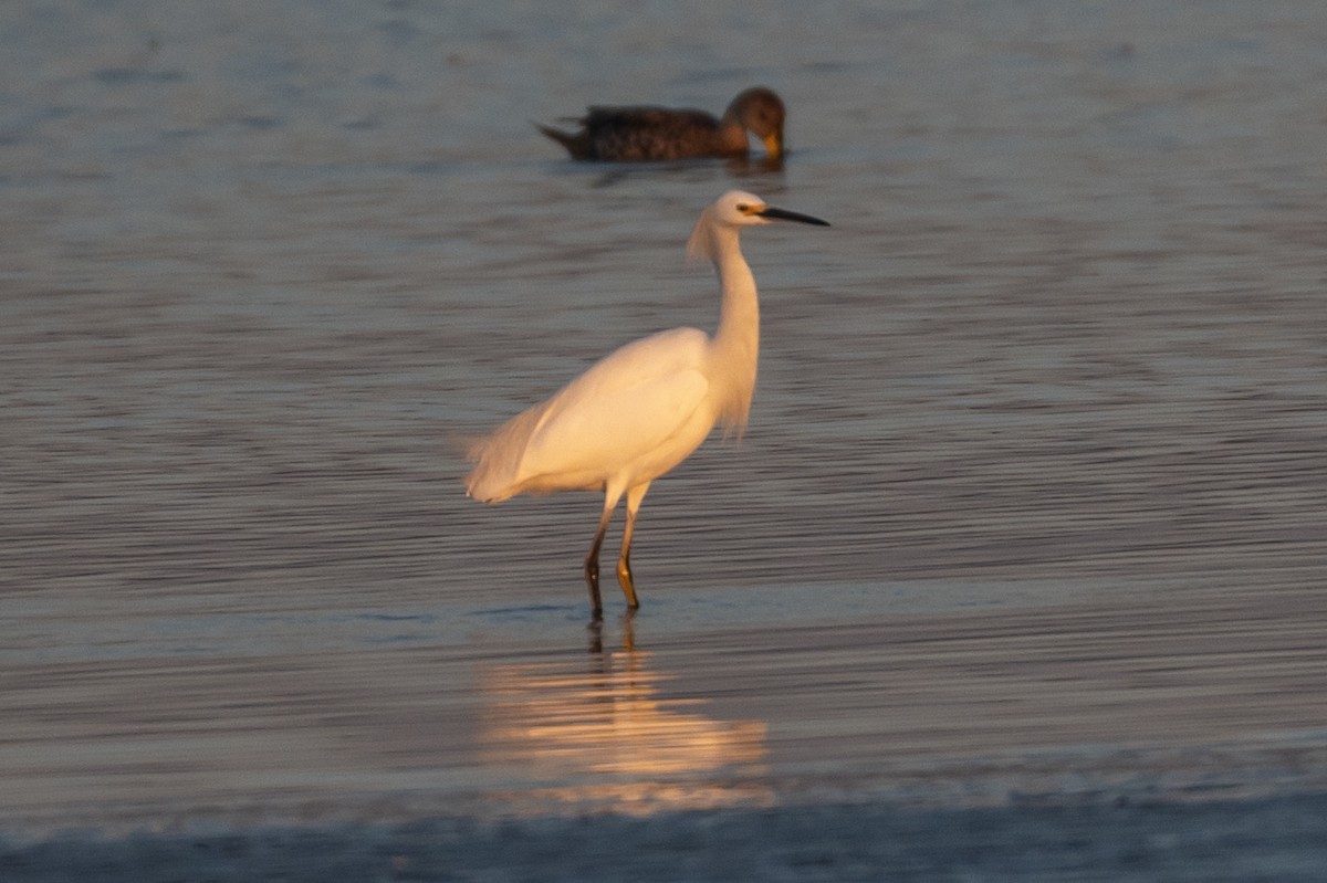 Snowy Egret - ML638298189