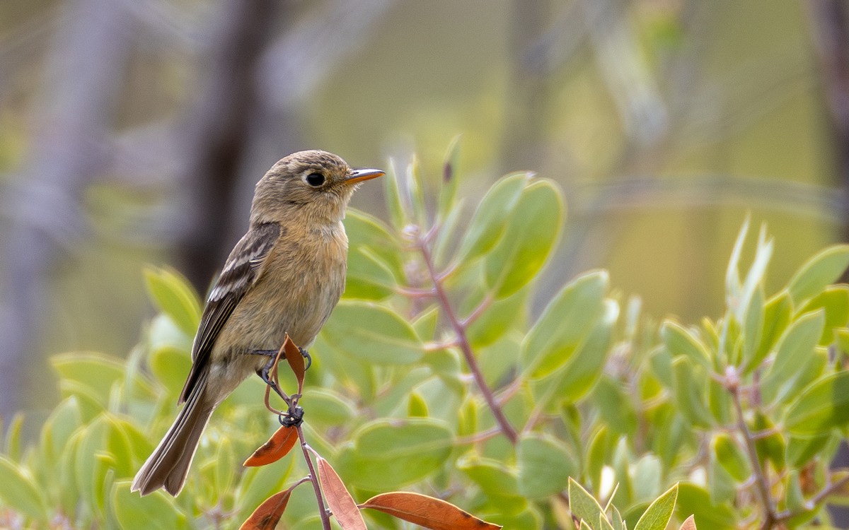 Buff-breasted Flycatcher - ML638298196