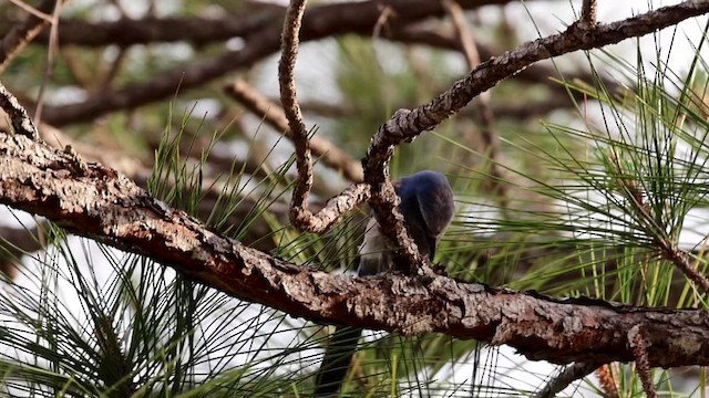Florida Scrub-Jay - ML638298197