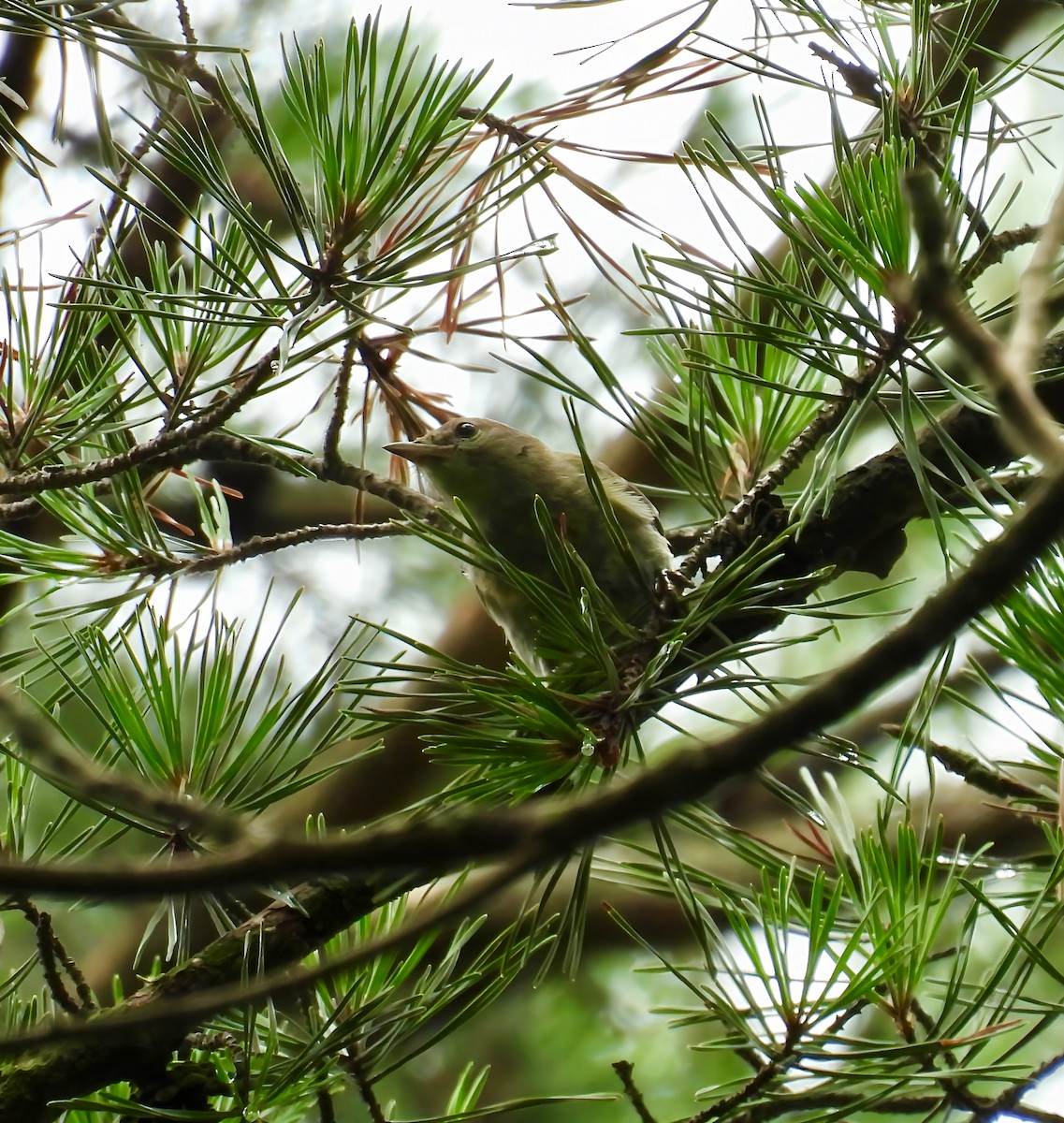 Pine Warbler - ML638298200