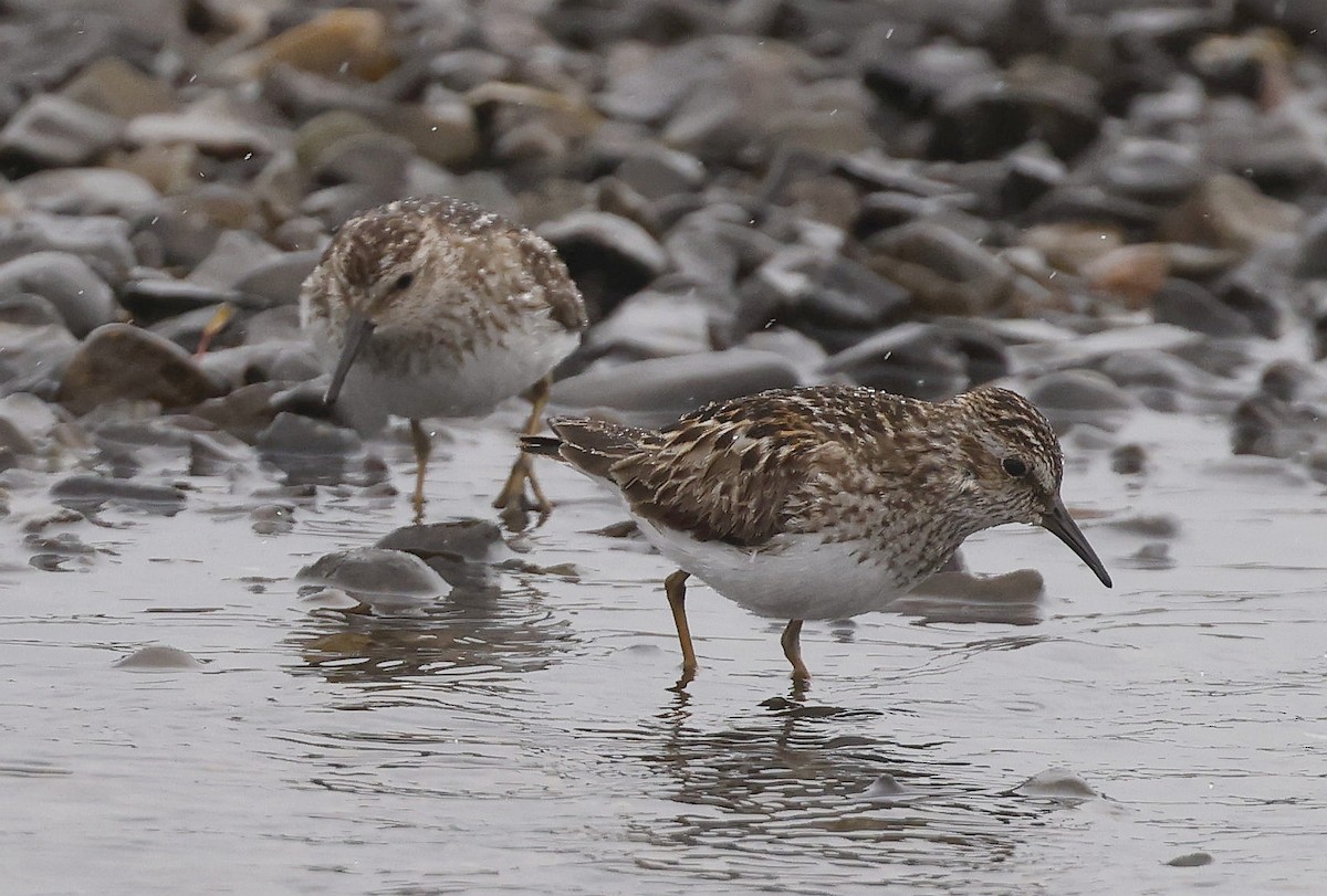 Least Sandpiper - ML638298209