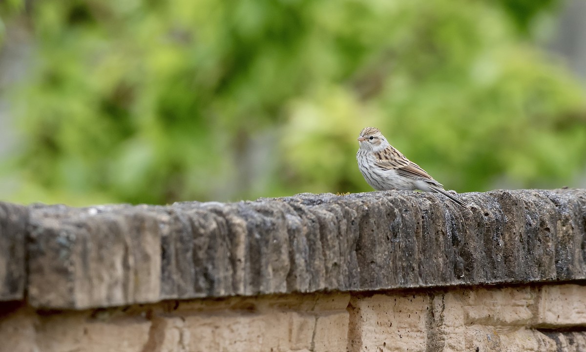 Chipping Sparrow - ML638298210