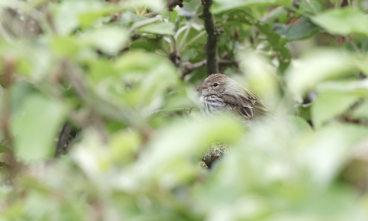 Chipping Sparrow - ML638298211