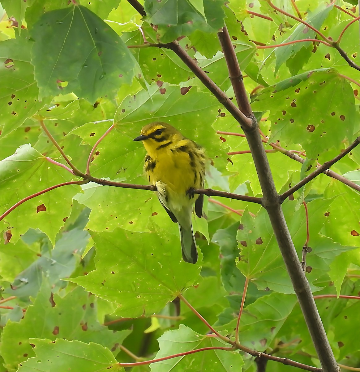 Prairie Warbler - ML638298213