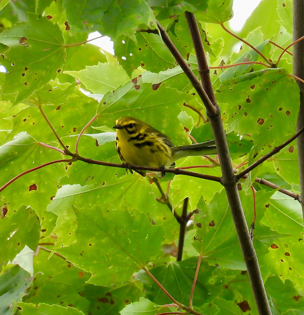Prairie Warbler - ML638298214