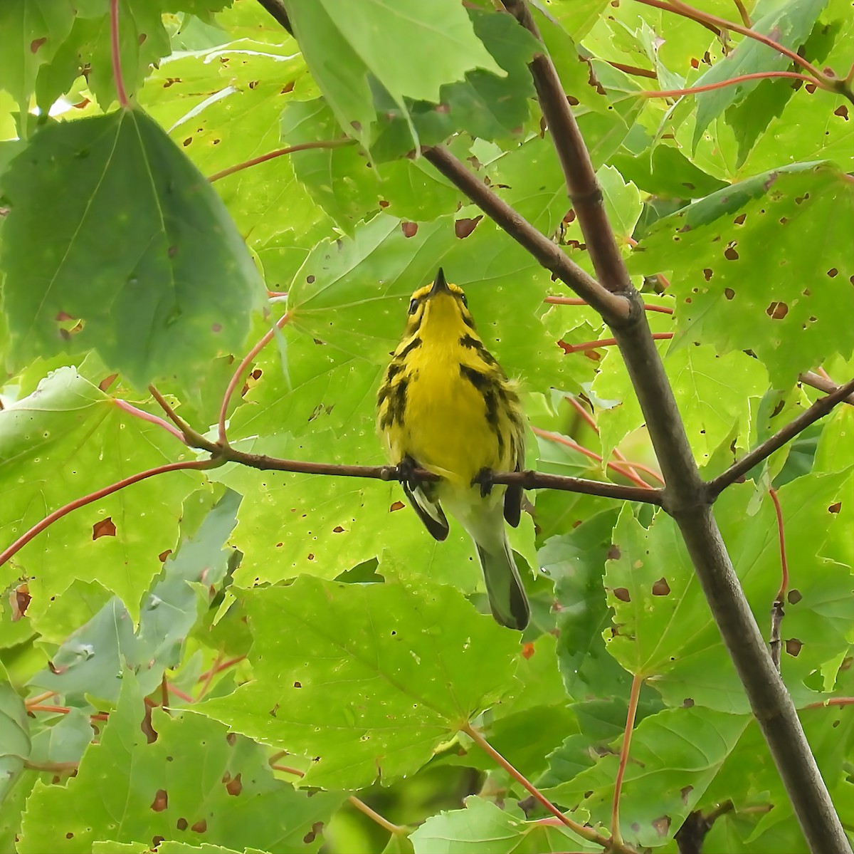 Prairie Warbler - ML638298215