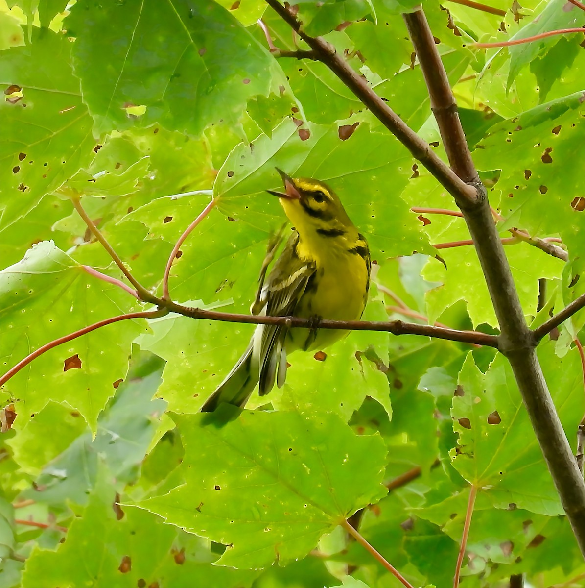Prairie Warbler - ML638298216