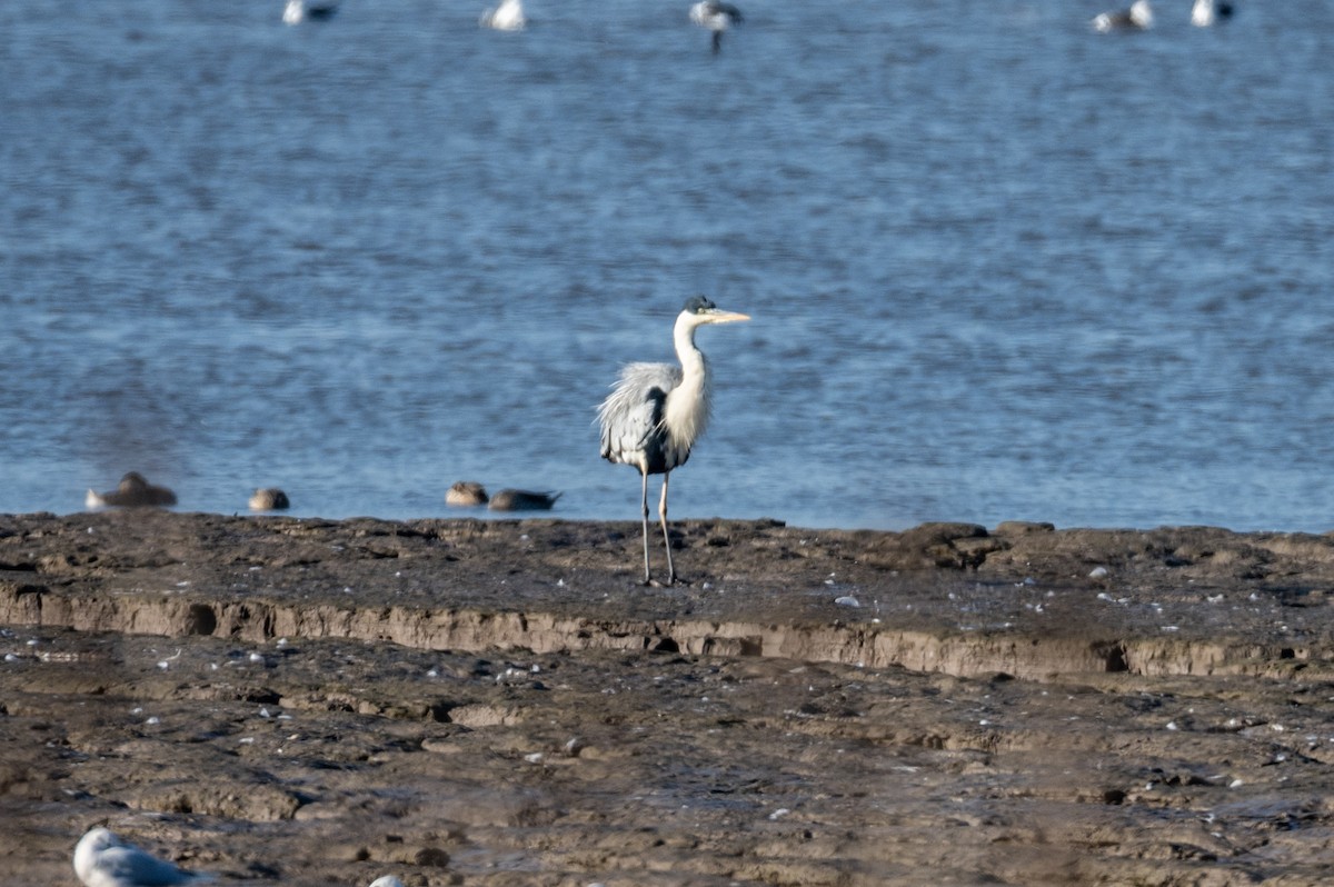 Cocoi Heron - ML638298220