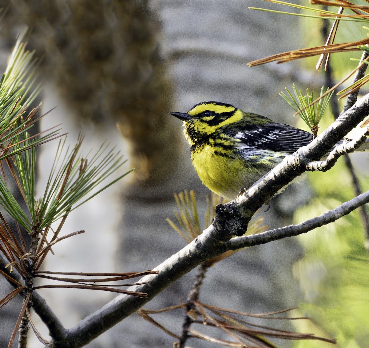Townsend's Warbler - ML638298225