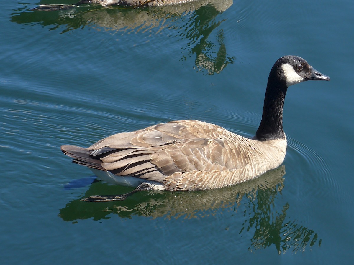 Canada Goose - ML638298236