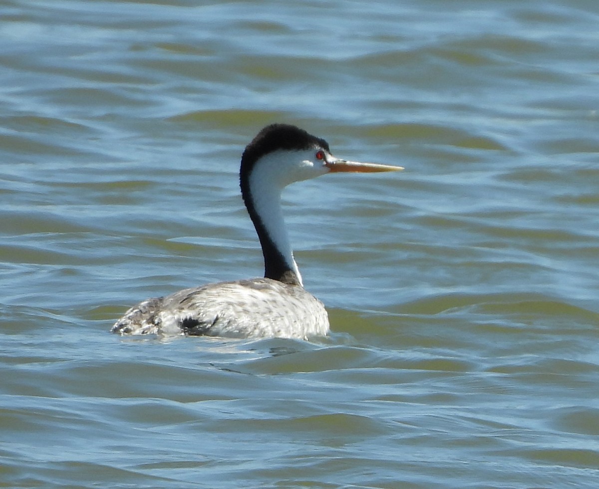 Clark's Grebe - ML638298237