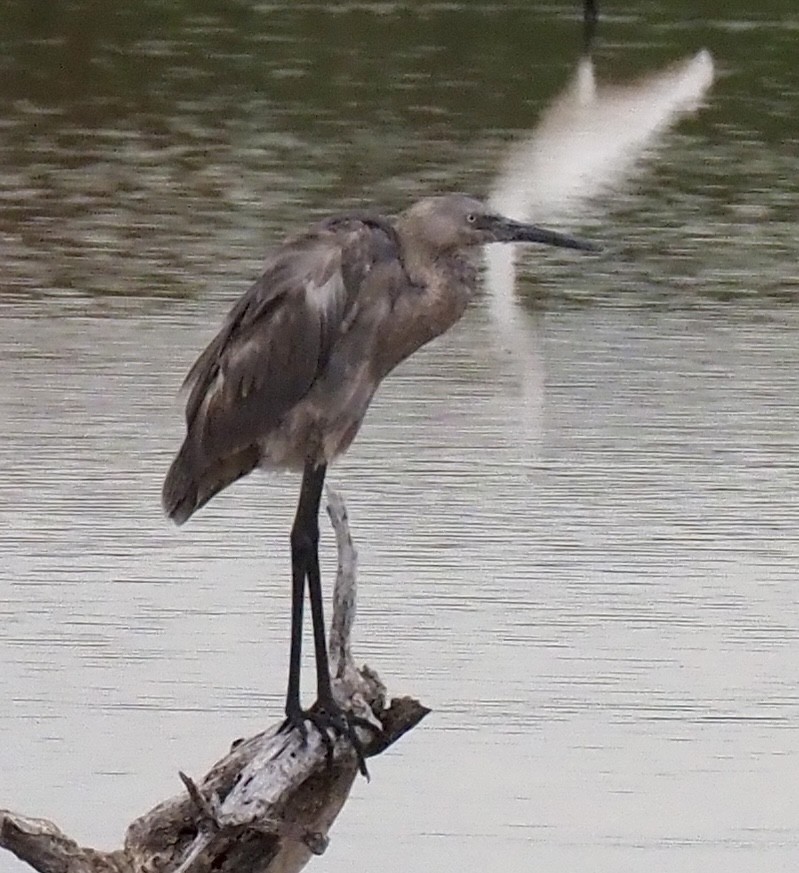 Reddish Egret - ML638298241