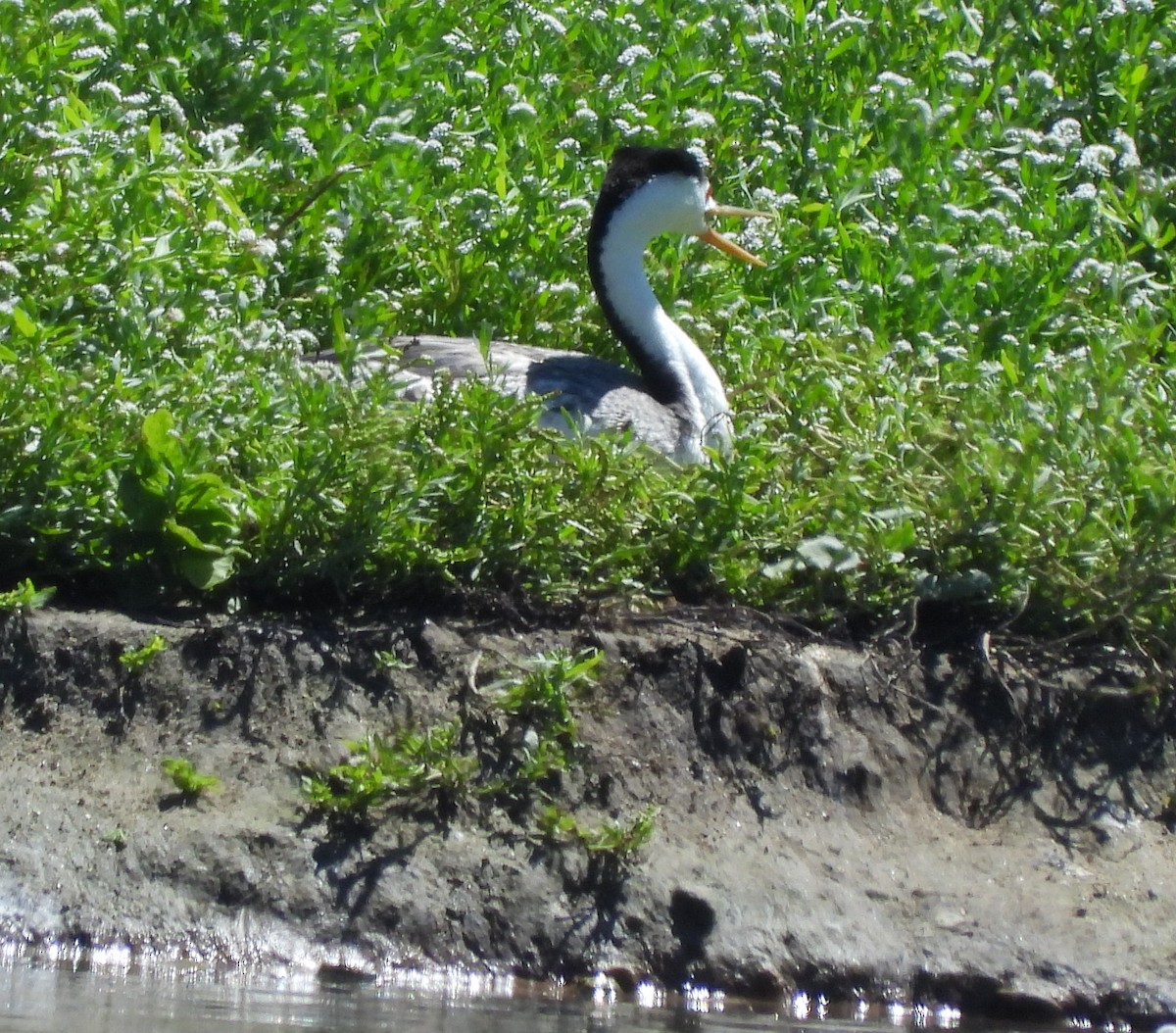 Clark's Grebe - ML638298243