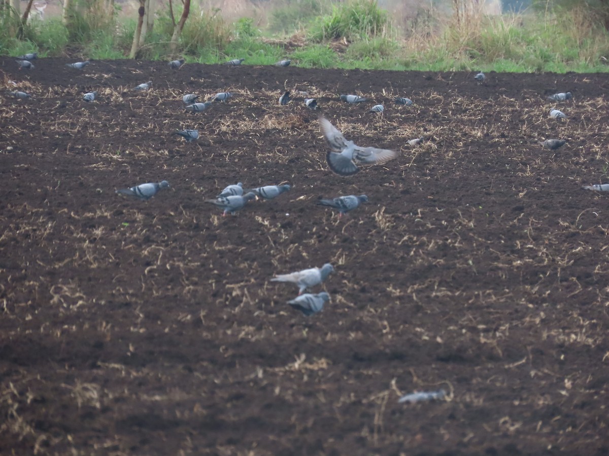 Pigeon biset (forme domestique) - ML638298244
