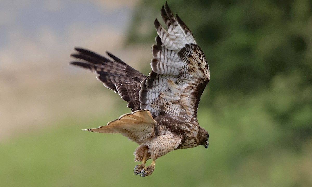 Red-tailed Hawk - ML638298245