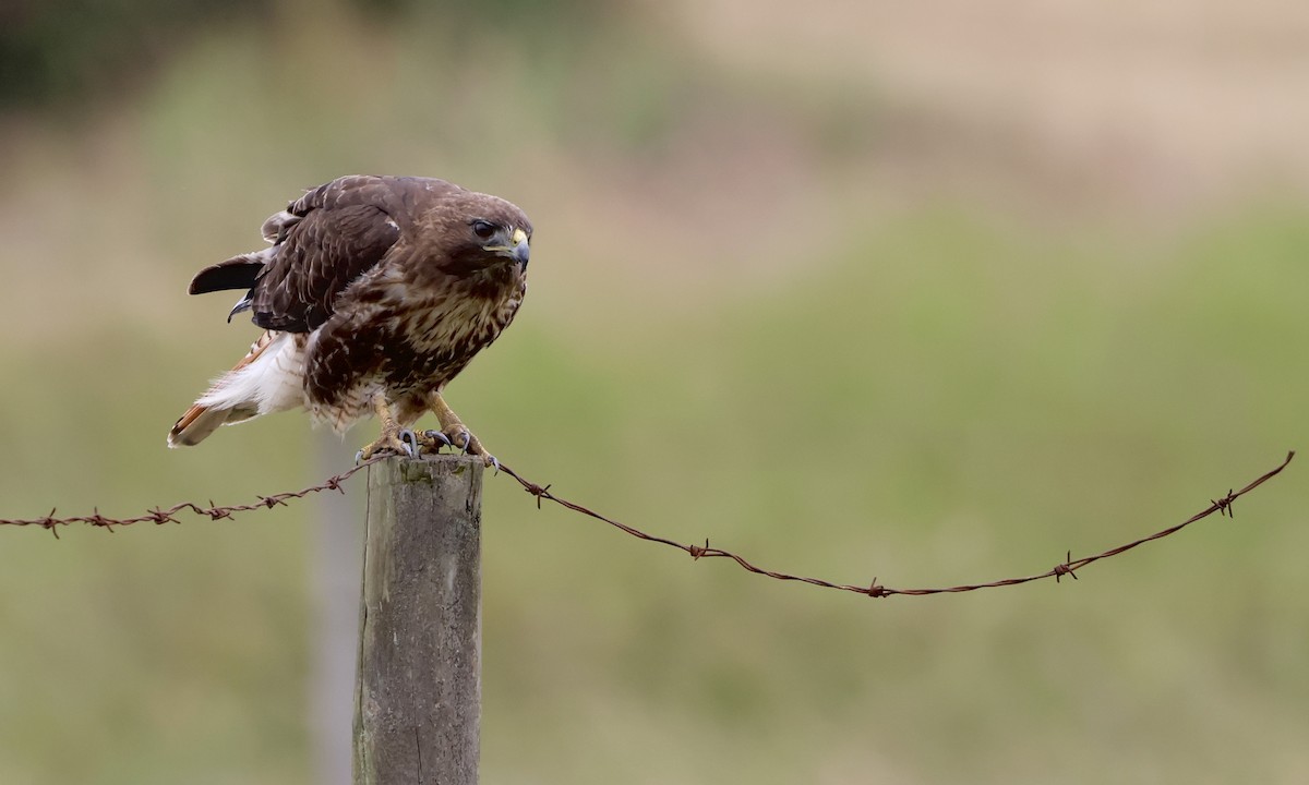 Red-tailed Hawk - ML638298246